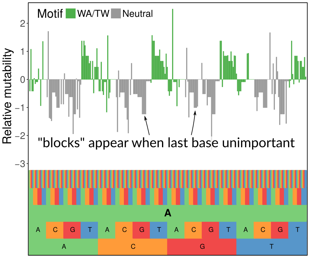 Survival Analysis Of Dna Mutation Motifs With Penalized Proportional Hazards